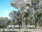 bushland-02.jpg